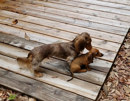 Porch Pups