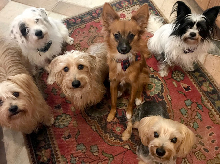 Holly, Mikey, Bugsy, Copper, Joey and Petunia Taylor