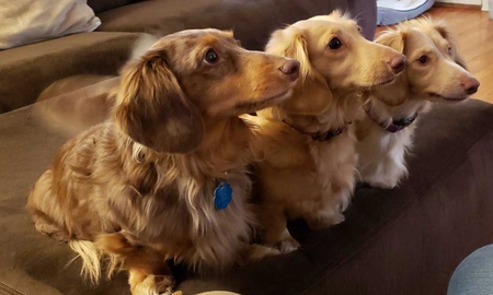Oakley, Reese and Dove