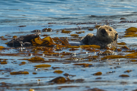Sea Otter. Tofino BC