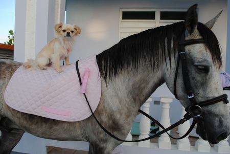 Coconut and her rescue horse Chulito