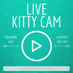 LIVE KITTY CAM