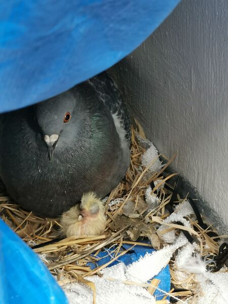 Mommy Bird with 1 day old Picasso
