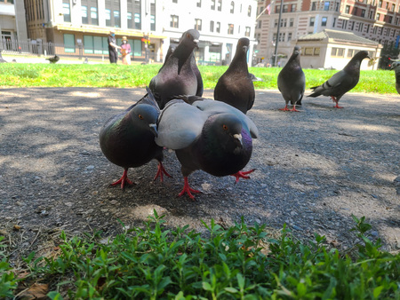 Boston Common Pigeons