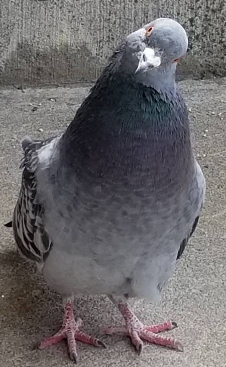 Flapperton P Pigeon