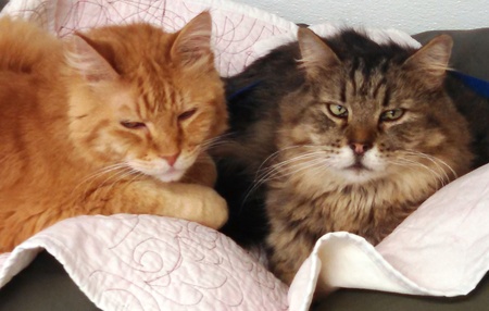 Lionel and Jackson (Official Shelter Cats)