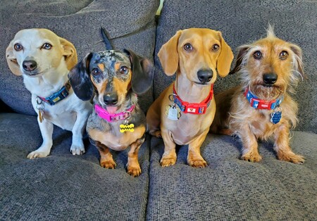 Sandy,Charlie,Griffin and Odie