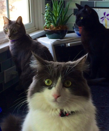 Three Amigos (CatPaws Trifecta)