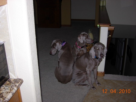 Aggie, Stella, Opey (left to right)