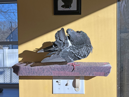 Spy Pigeon