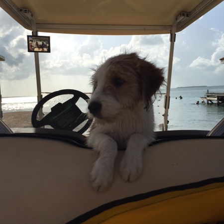 Einstein, Belize Wonder Dog