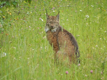 Lynx in the wild flowers