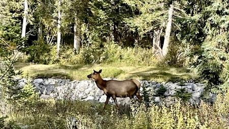 Young Elk Doe