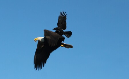 Crow mobbing Bald Eagle