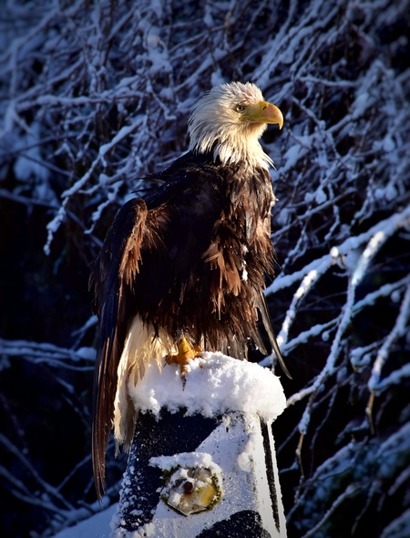 Frost-tipped Eagle