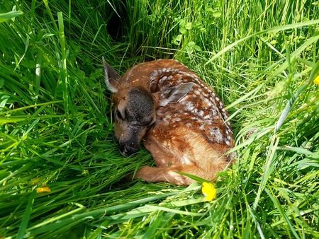 "Little Spotty" snoozing Fawn