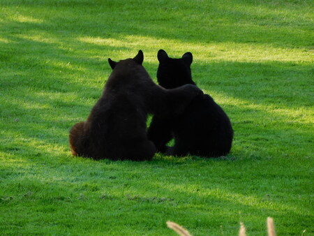 Hugging Black Bears