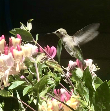 Hummingbird & Honeysuckle 