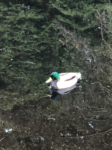 Mallard duck searching for food in the lake