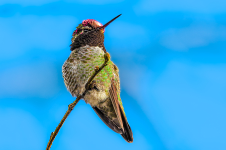Hummingbird in Stanley Park