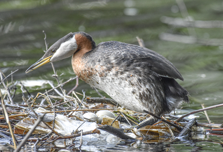  Mama Red-necked Grebe and eggs