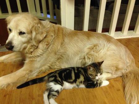 Holly the dog and her kitten, Berry