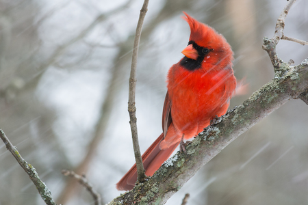 Backyard Northern Cardinal. 