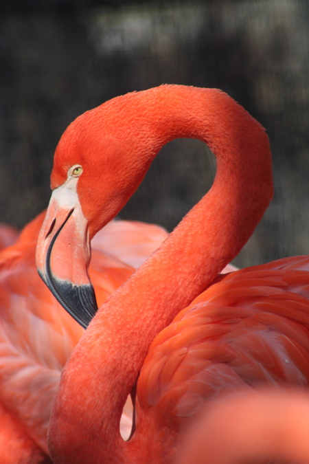 Regina the Flamingo