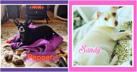 Sandy & Pepper