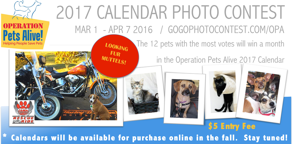 Calendar Photography Submissions : Prizes operation pets alive Calendar Photography Submissions : Prizes operation pets alive