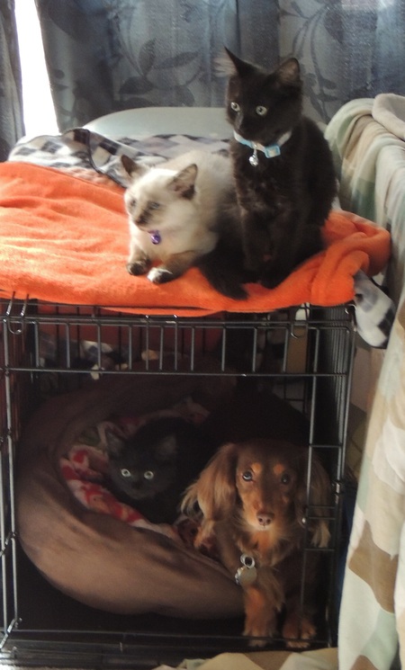 Irish Cream and Boston Cream (top of crate) and Fudgie (cat) and Harley the doxie (in the crate)