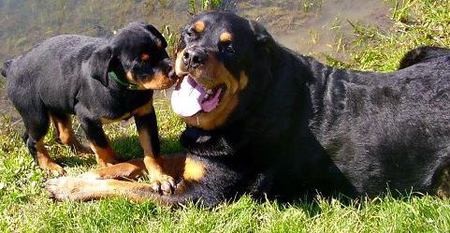 Stormy (puppy) Kaos (big Dog) both are Rottweilers 