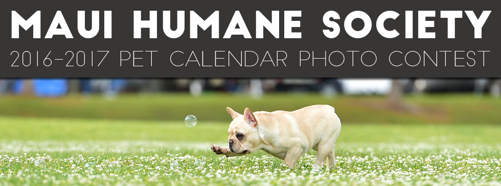 Calendar Photography Submissions : Maui humane society s pet Calendar Photography Submissions : Maui humane society s pet