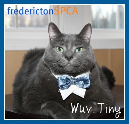 Fredericton SPCA and Tiny the cat