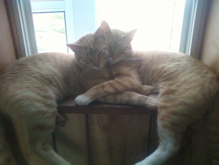 Snickers and Buttercup