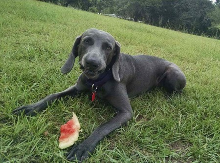 Emma enjoying watermelon 