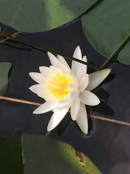 Water lily at Grassy waters preserve 