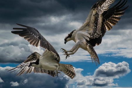 Osprey Wars