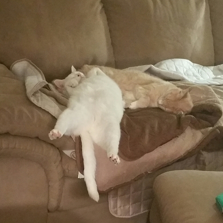 TORY LONGTAIL and TUCKER THE BUFF in "The Art of Sleeping"