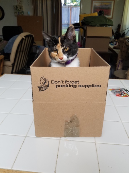 MAGGIE THE GOZER in "Maggie the Kitten Loves Boxes and is Not a Packing Supply"