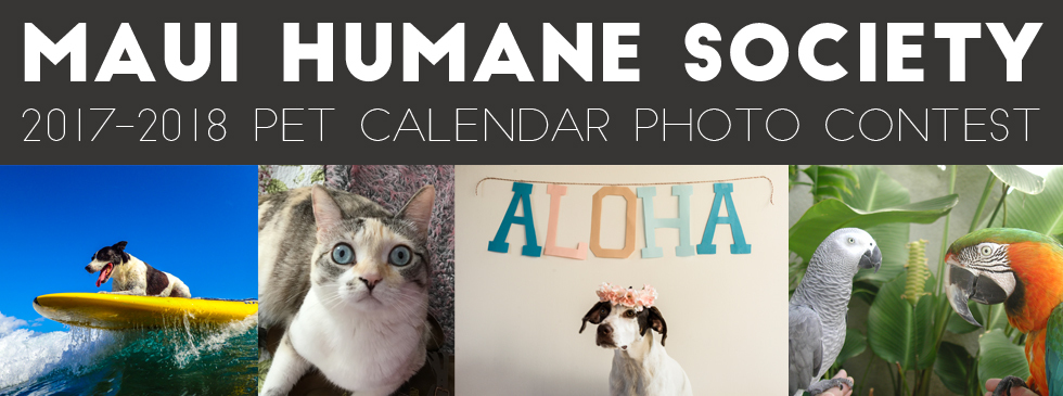 Calendar Photography Submissions : Maui humane society s pet Calendar Photography Submissions : Maui humane society s pet