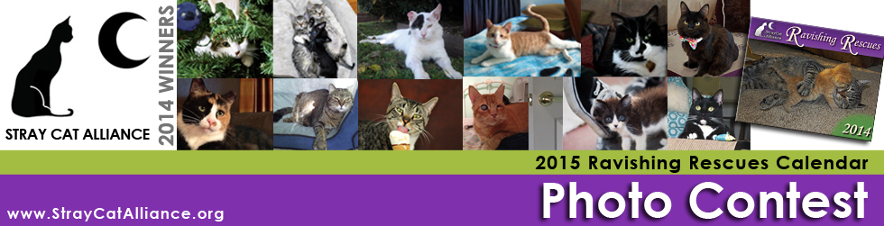 Calendar Photography Contest : Stray cat alliance ravishing rescues calendar photo Calendar Photography Contest : Stray cat alliance ravishing rescues calendar photo