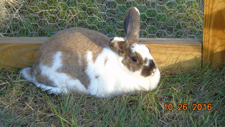 Molly Rabbit