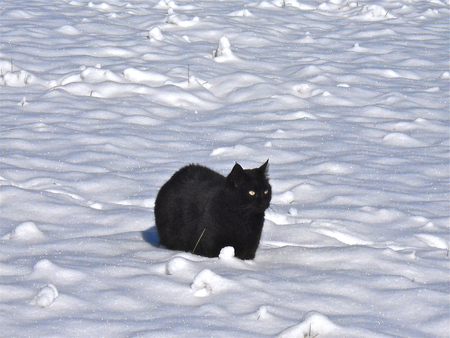 Midnight in Snow