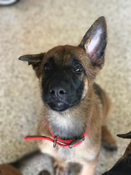Loki Nemo