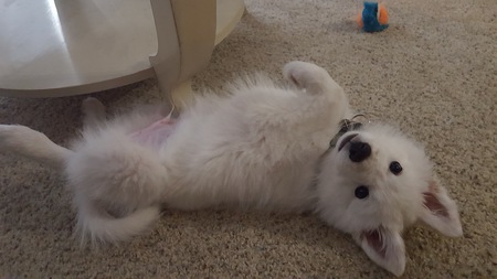 Zeus