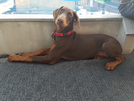 Roux