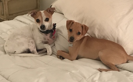 Macy and Angel 