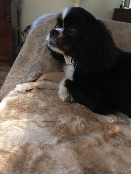 Bella