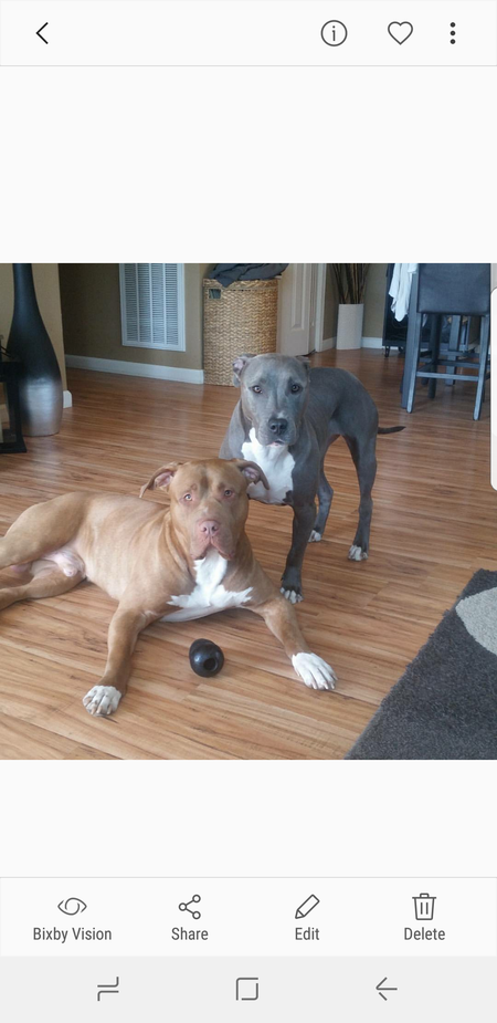 Marley and Ziggy 